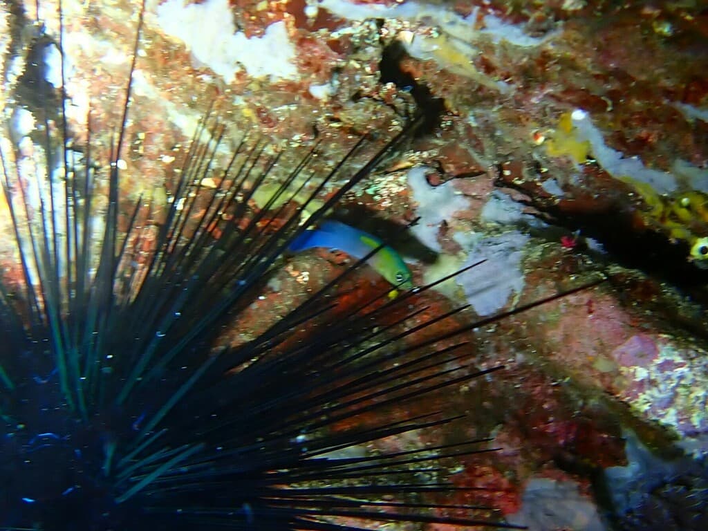 Indigo Dottyback in a marine aquarium
