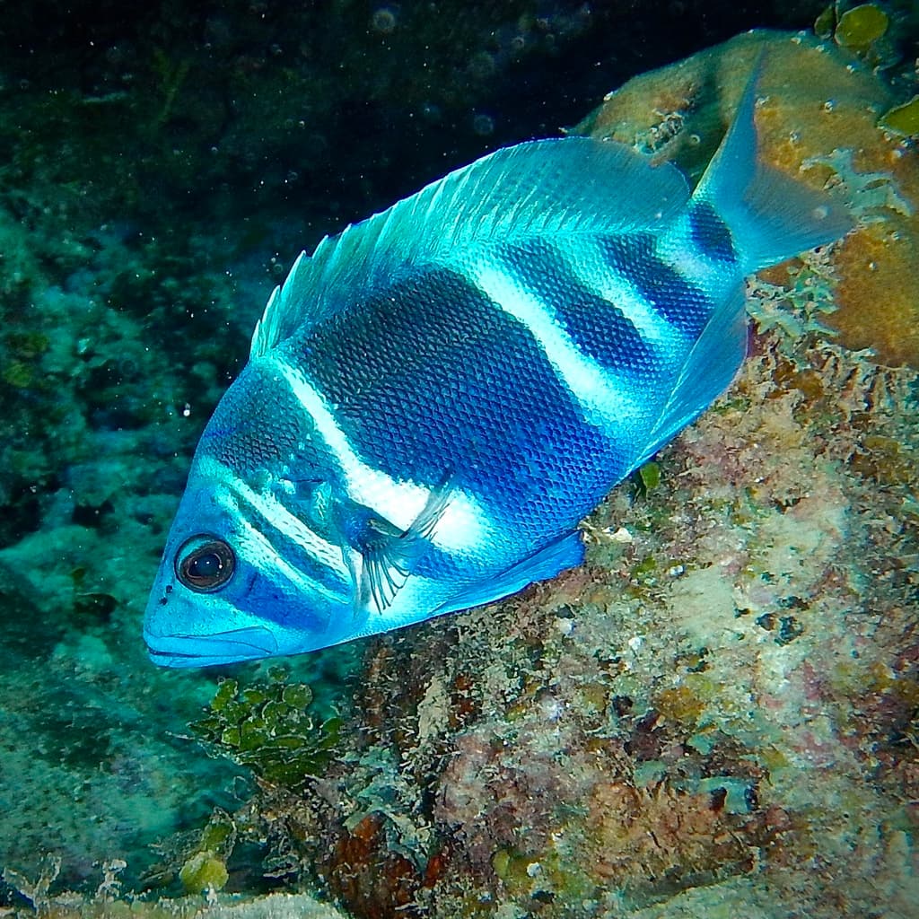 Indigo Hamlet in a marine aquarium