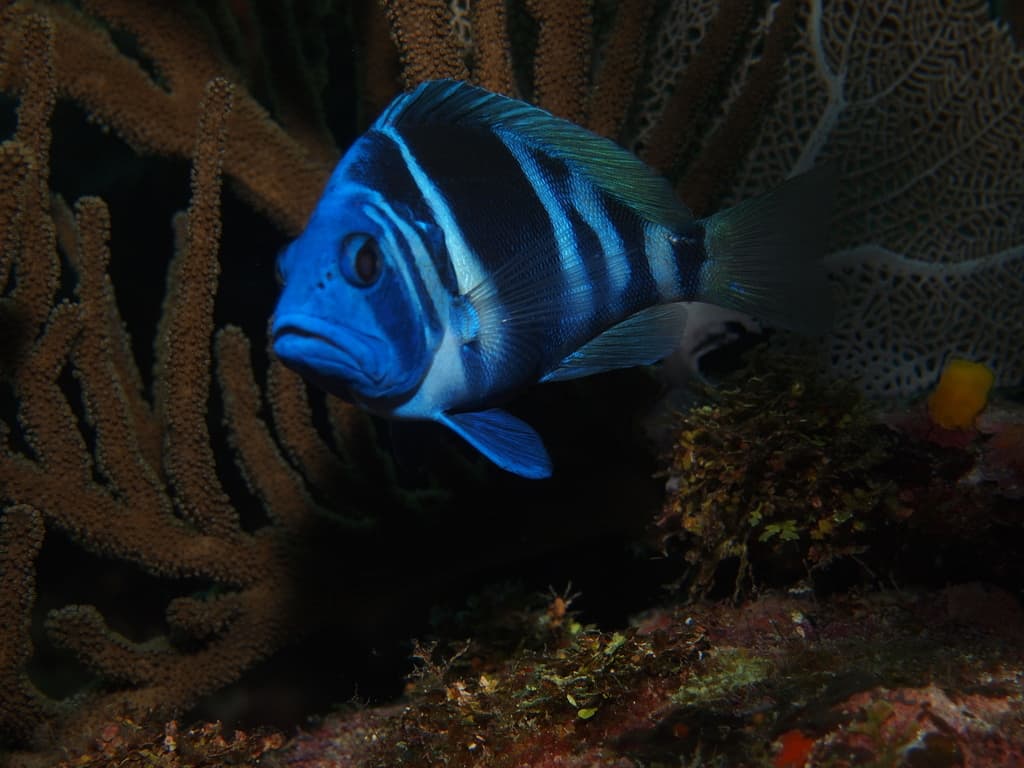 Indigo Hamlet in a marine aquarium