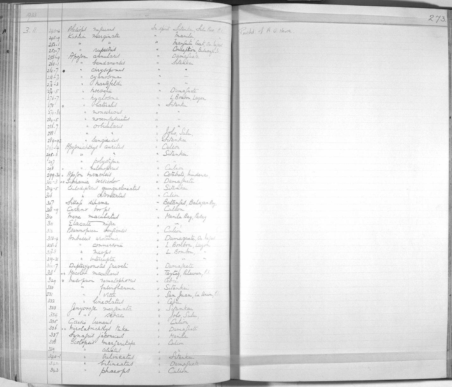 Iridescent Cardinalfish in a marine aquarium