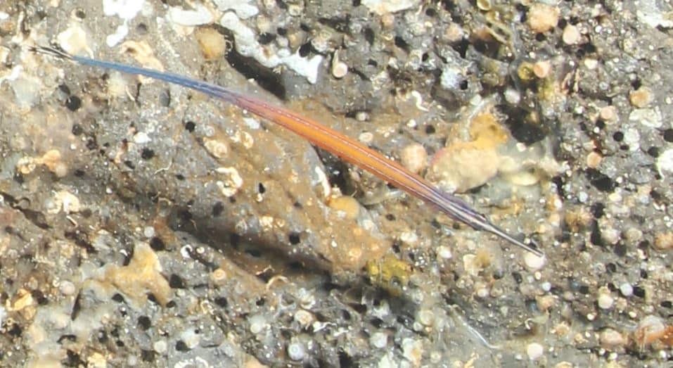 Janss' Pipefish in a marine aquarium