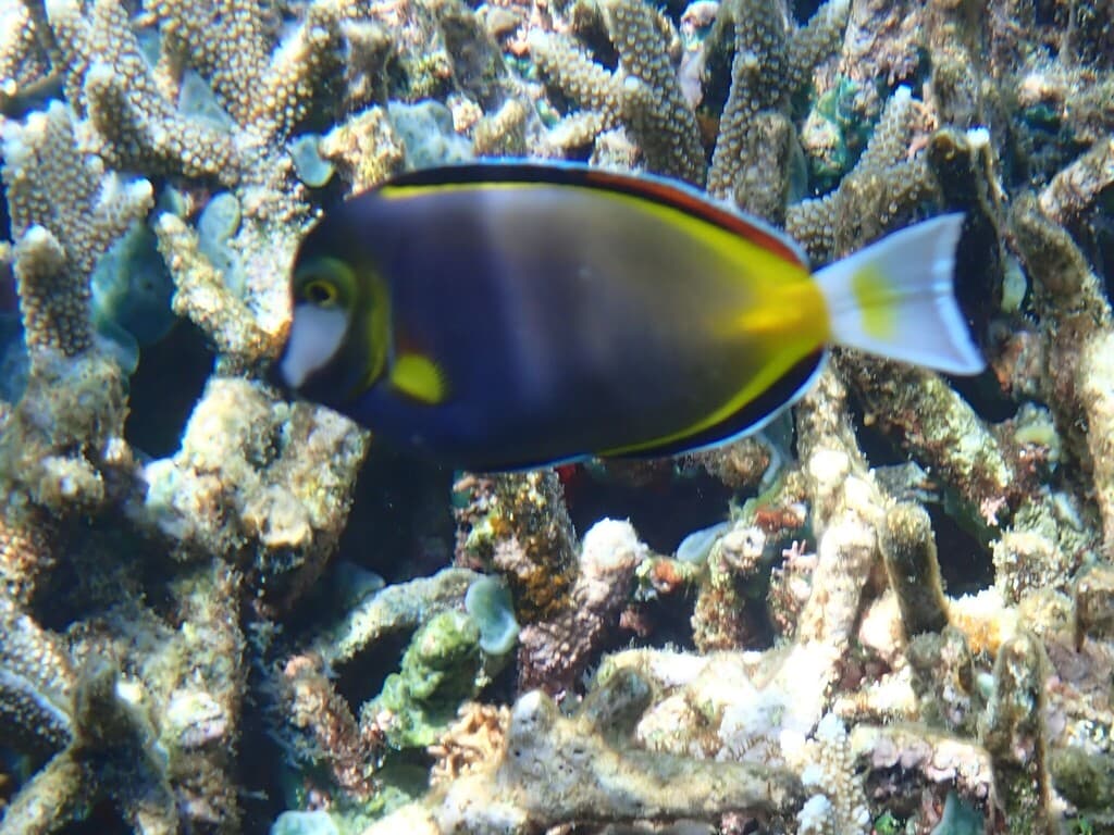 Japan Surgeonfish in a marine aquarium