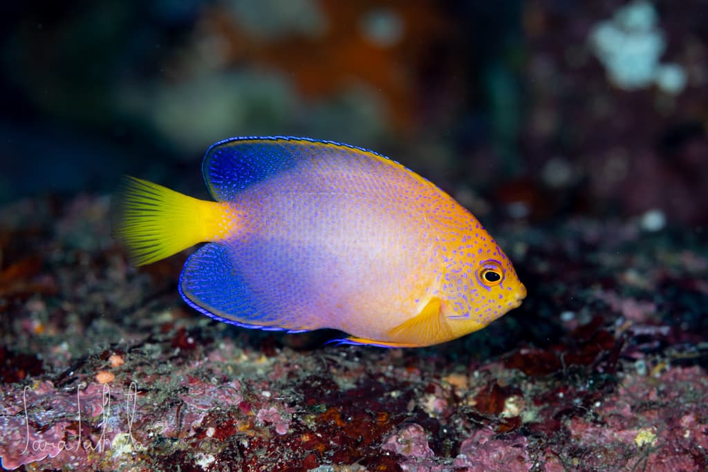 Japanese Pygmy Angelfish in a marine aquarium