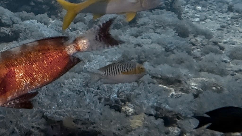 Japanese Swallowtail Angelfish in a marine aquarium