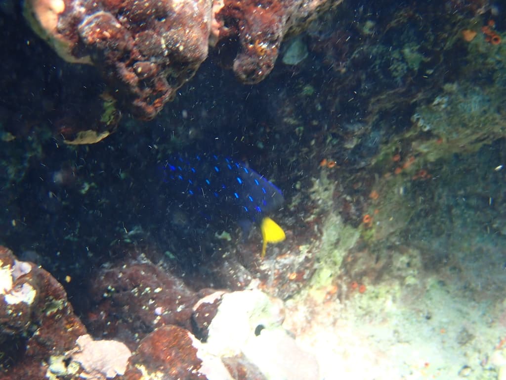 Jewel Damsel in a marine aquarium