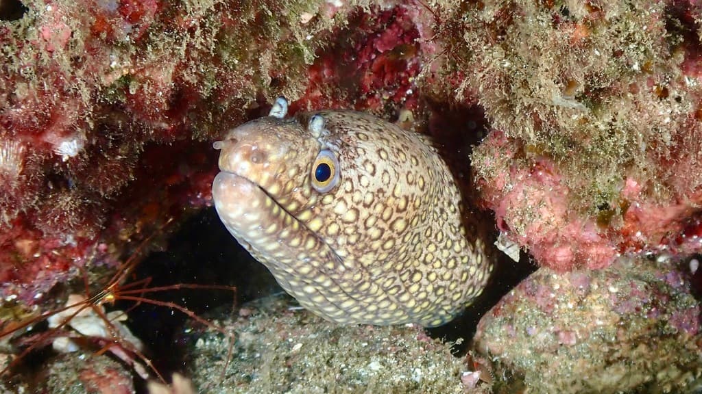 Jewel Moray in a marine aquarium