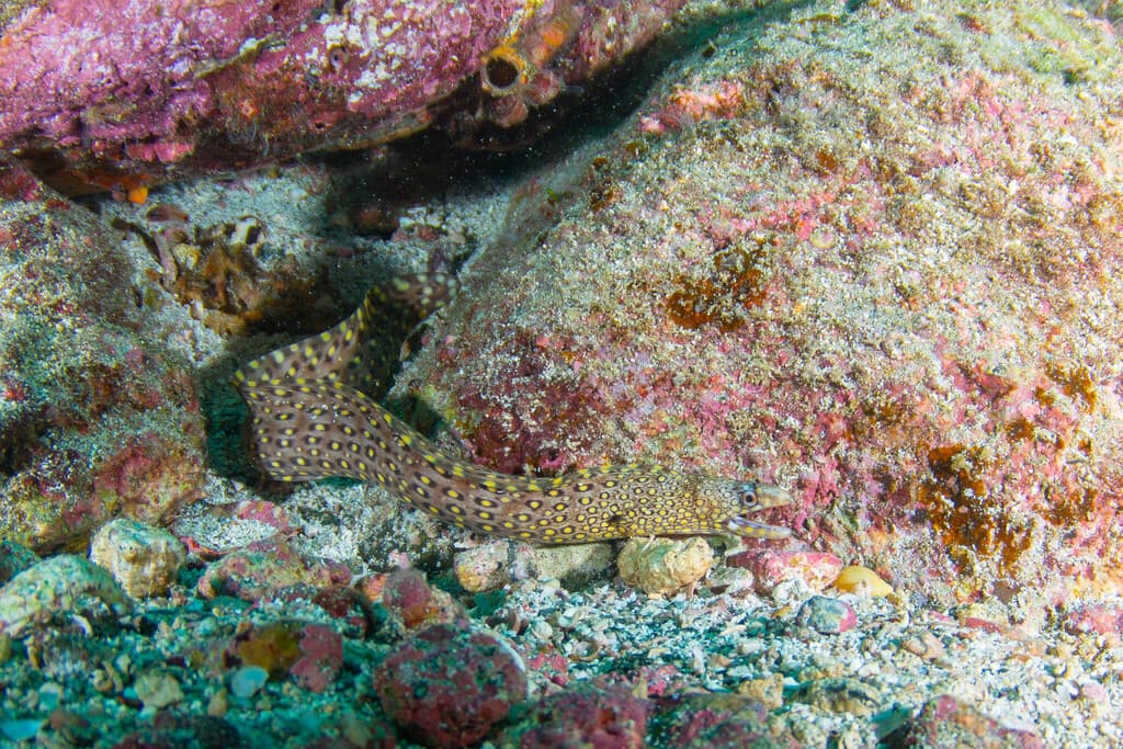 Jewel Moray in a marine aquarium