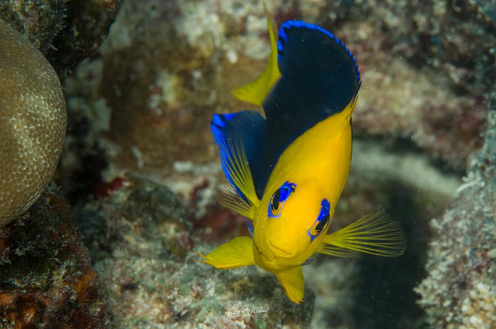 Joculator Angelfish in a marine aquarium