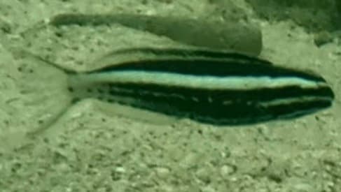 Kamohara Blenny in a marine aquarium