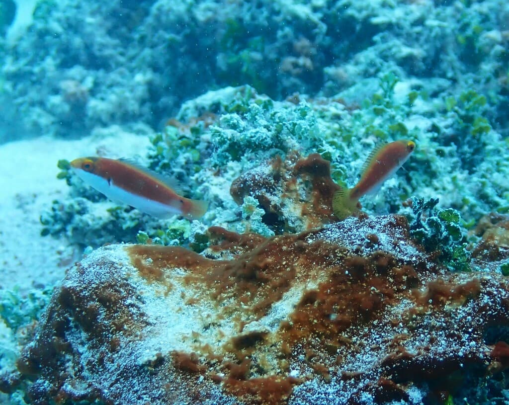 Katherine Fairy Wrasse in a marine aquarium
