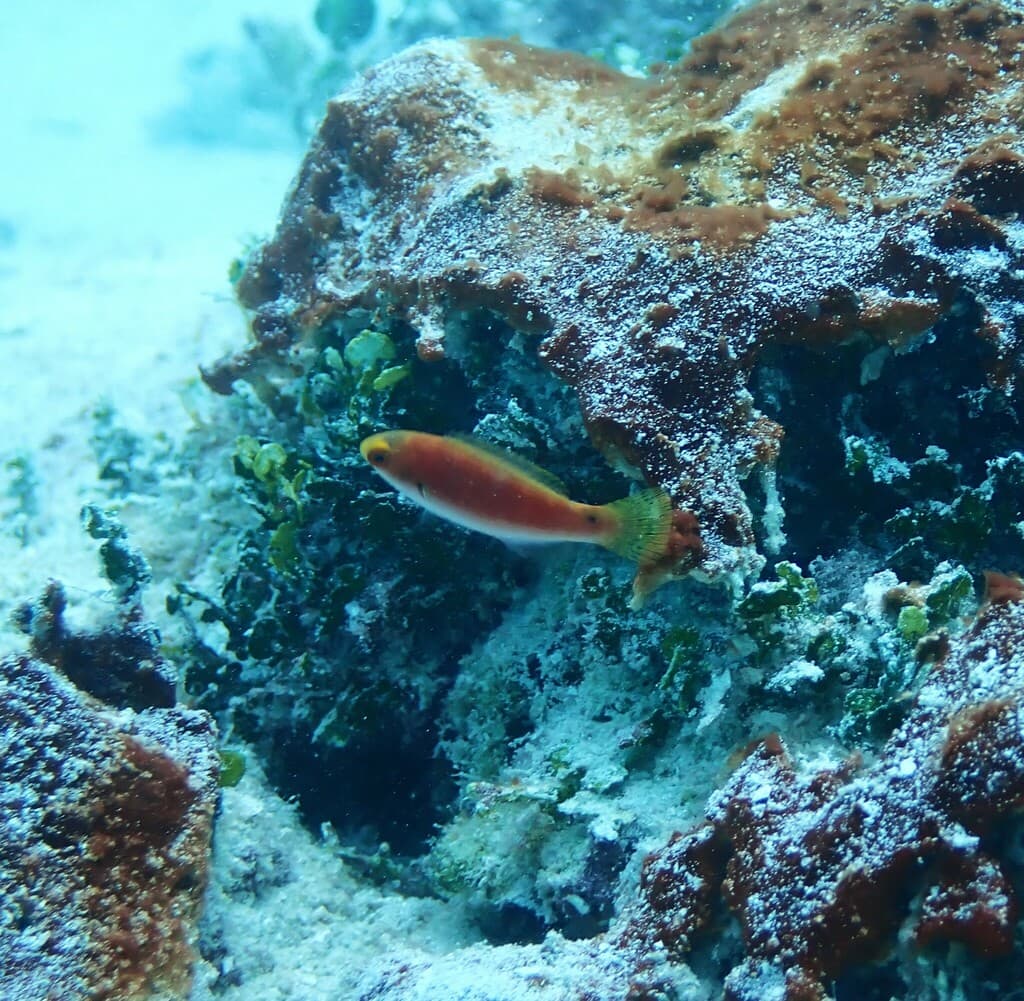 Katherine Fairy Wrasse in a marine aquarium