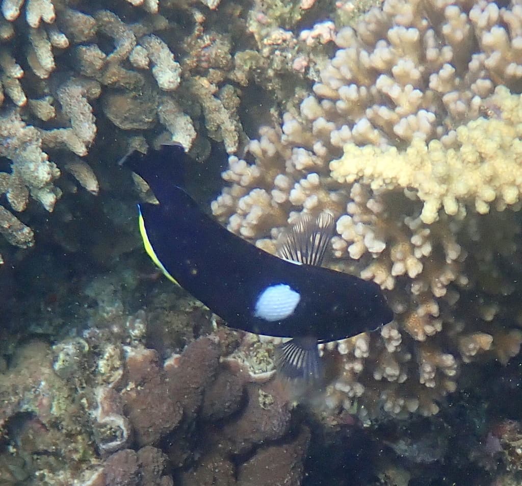 Keyhole Angelfish in a marine aquarium