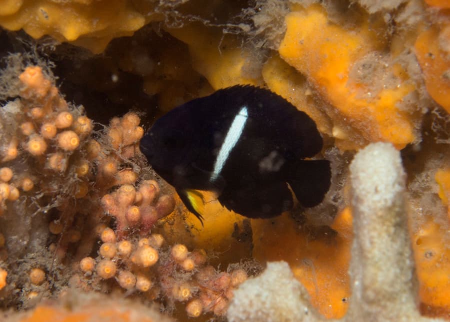 Keyhole Angelfish in a marine aquarium