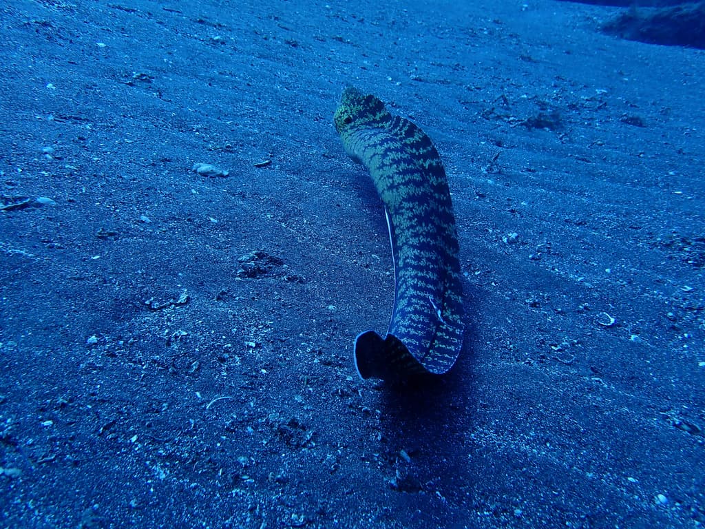 Kidako Moray in a marine aquarium