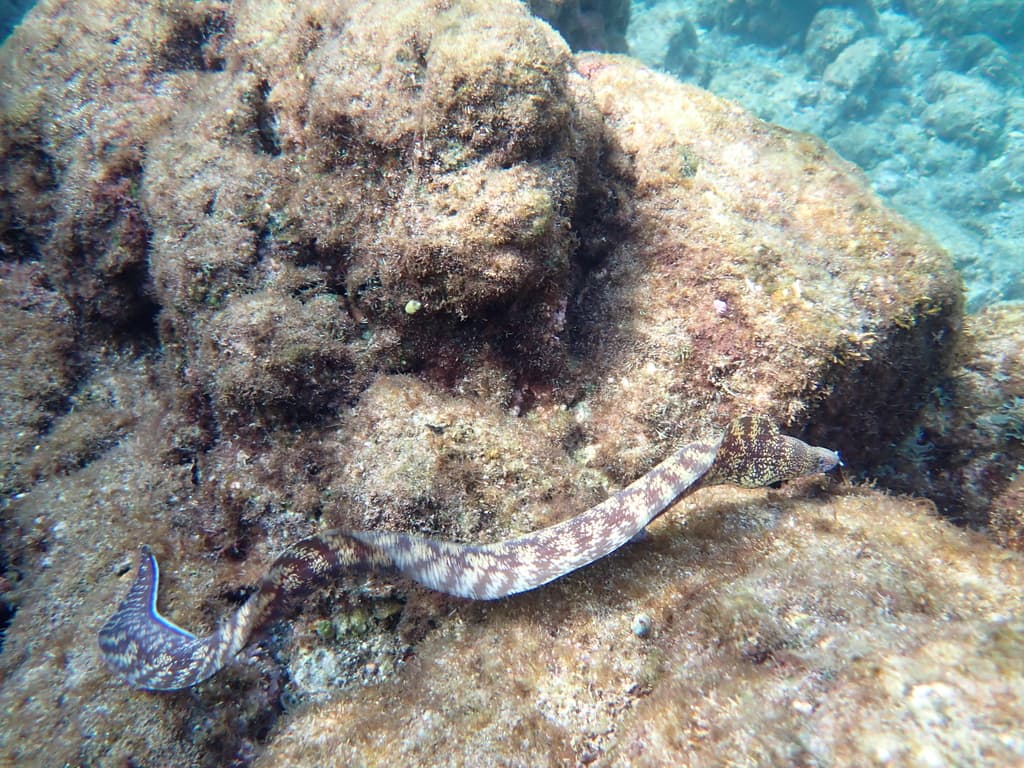Kidako Moray in a marine aquarium