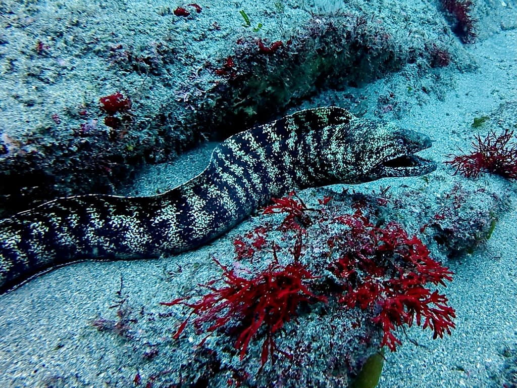 Kidako Moray Eel with dark brown coloration in a rocky temperate reef environment