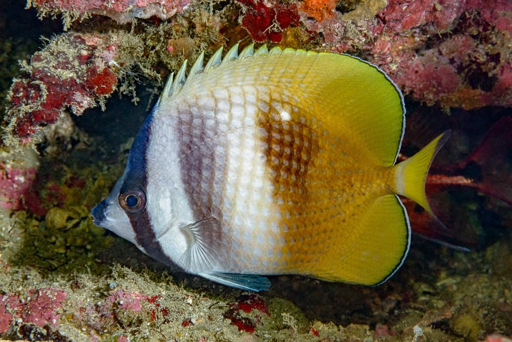 Klein's Butterflyfish in a marine aquarium