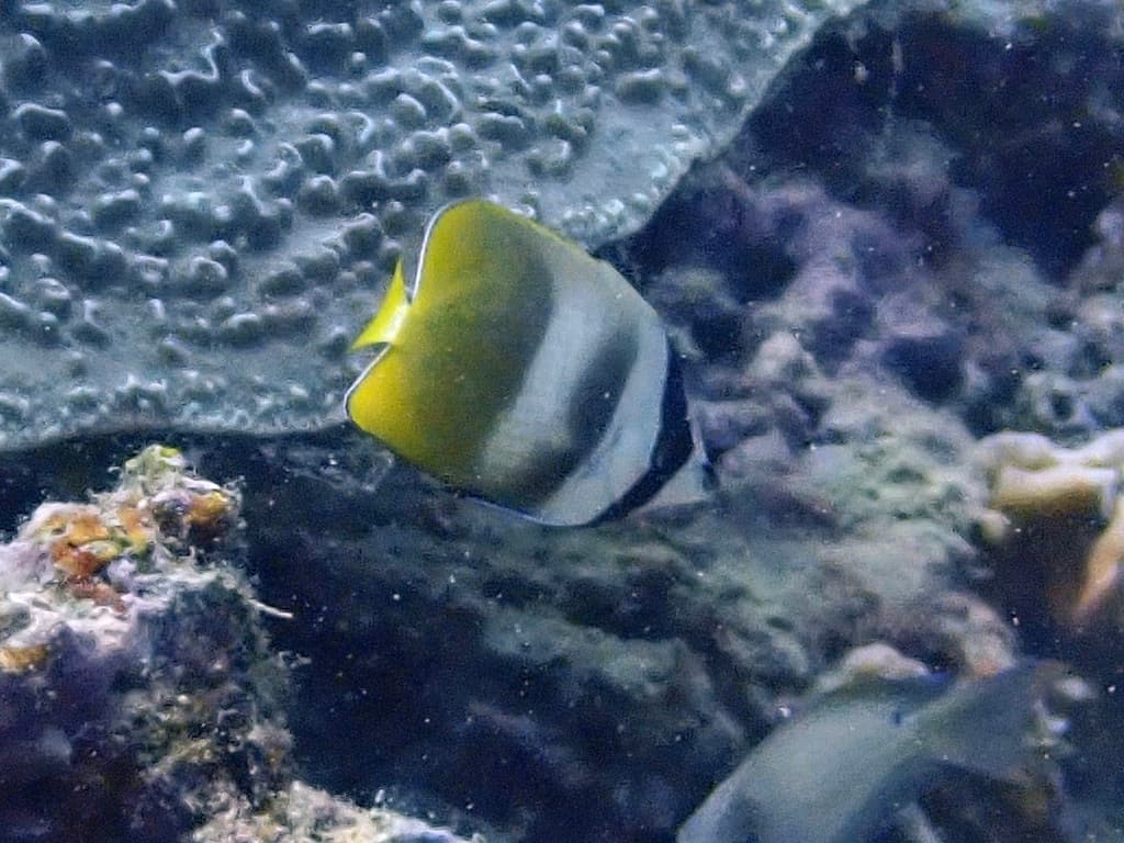 Klein's Butterflyfish in a marine aquarium