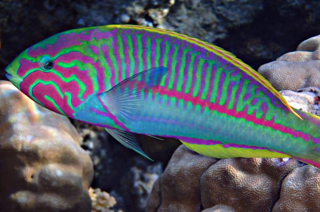 Klunzinger Wrasse in a marine aquarium