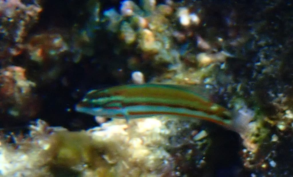 Klunzinger Wrasse in a marine aquarium