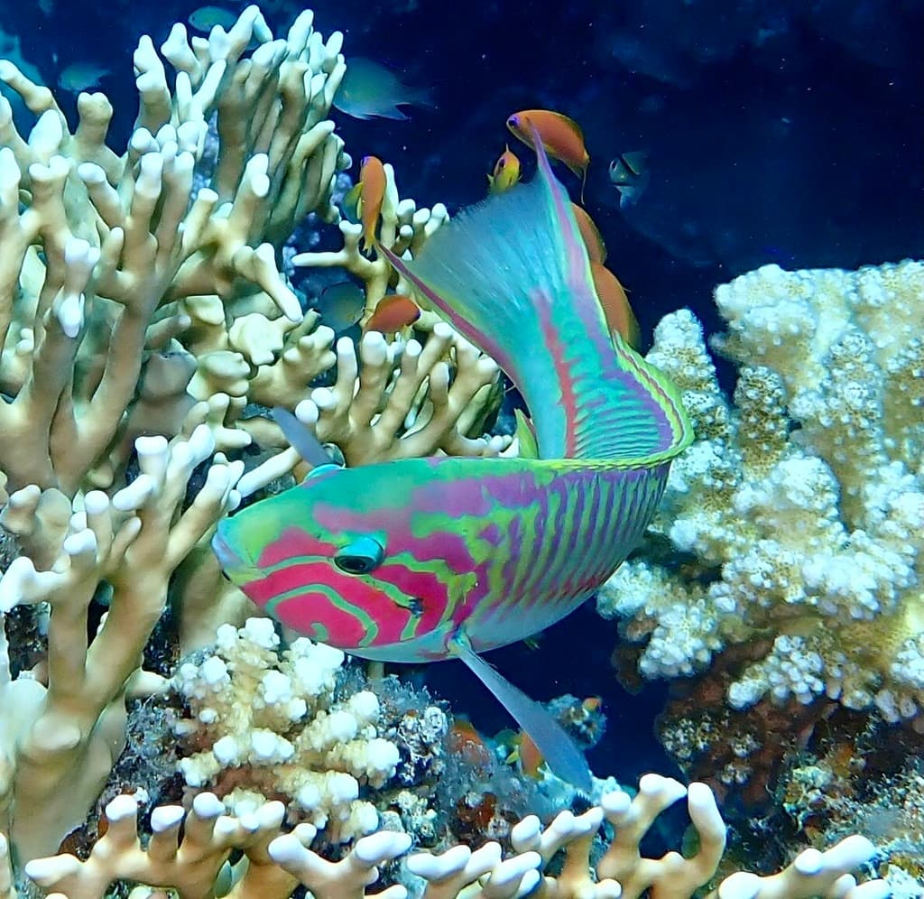 Klunzinger Wrasse displaying vibrant blue and green coloration