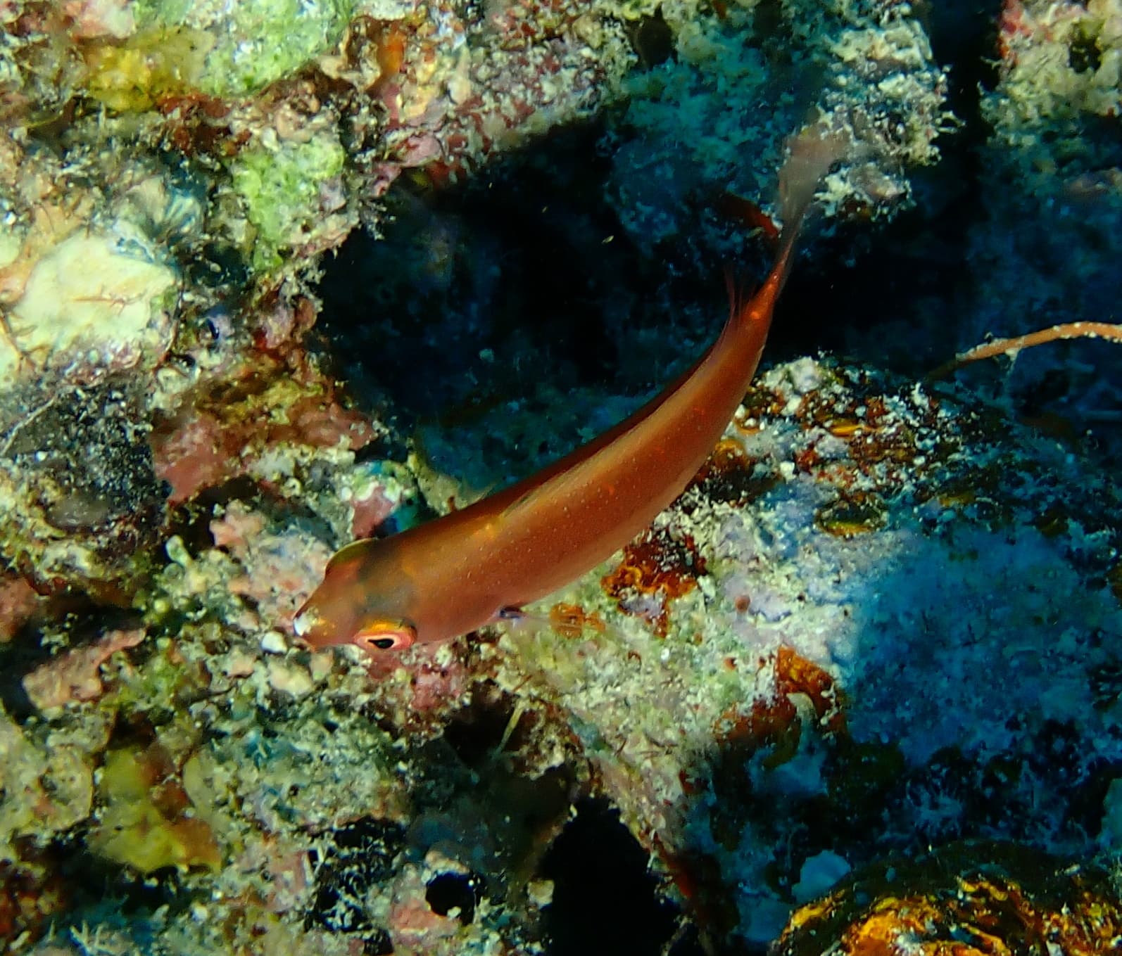 Koi Fairy Wrasse in a marine aquarium