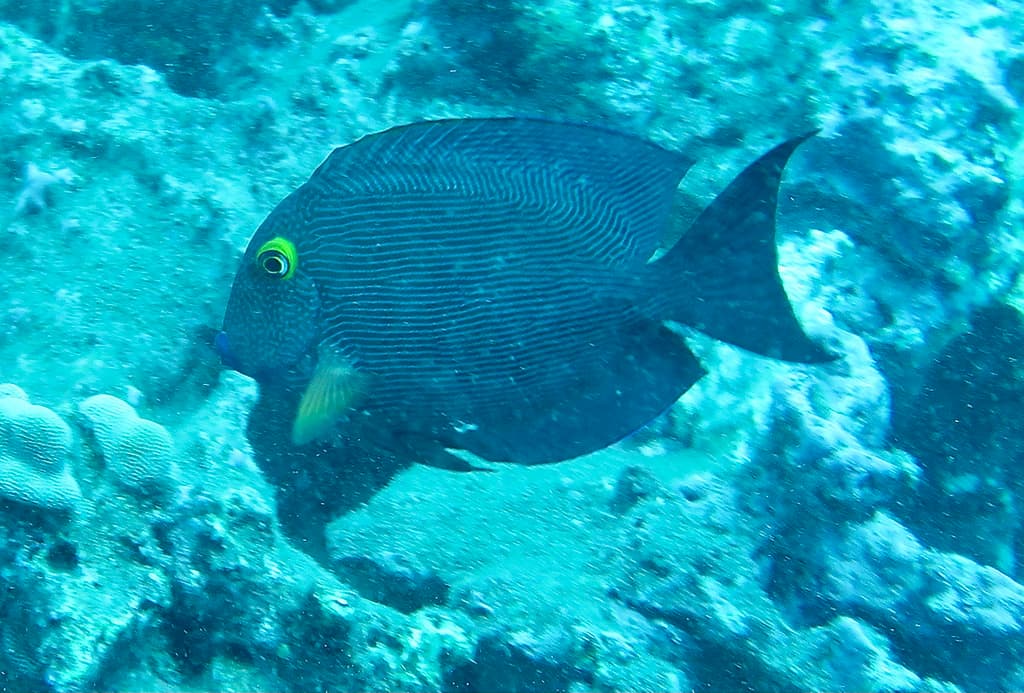 Kole Tang grazing on reef in Hawaii