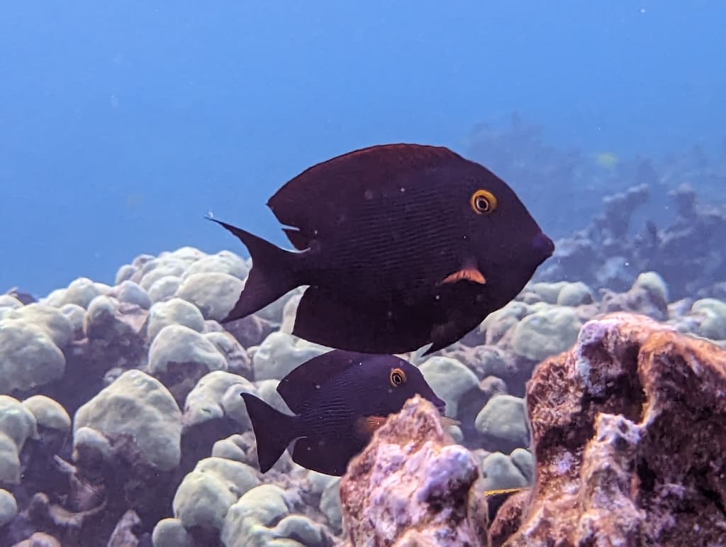 Spotted Surgeonfish showing bristletooth detail