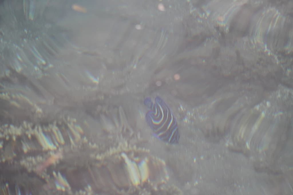 Koran Angelfish in a marine aquarium