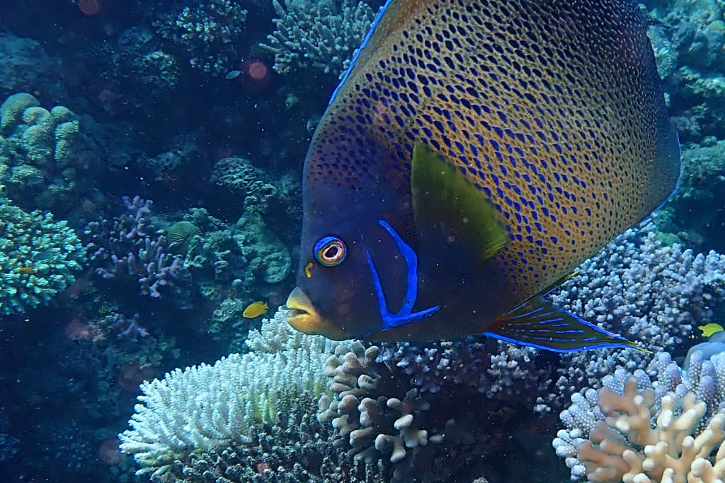 Koran Angelfish in a marine aquarium