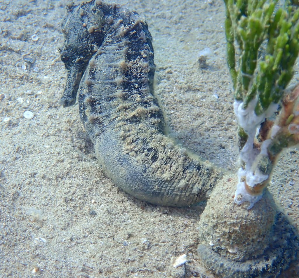 Kuda Seahorse in a marine aquarium