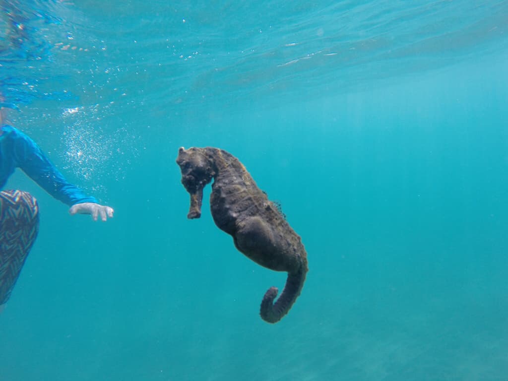 Kuda Seahorse in a marine aquarium