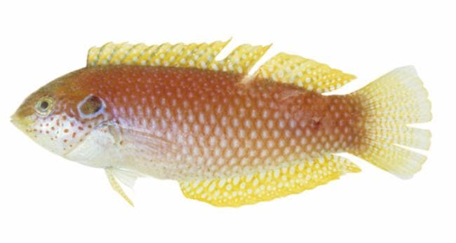 Kuiteri Leopard Wrasse in a marine aquarium