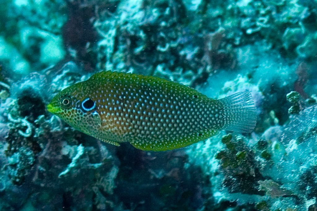 Kuiteri Leopard Wrasse in a marine aquarium