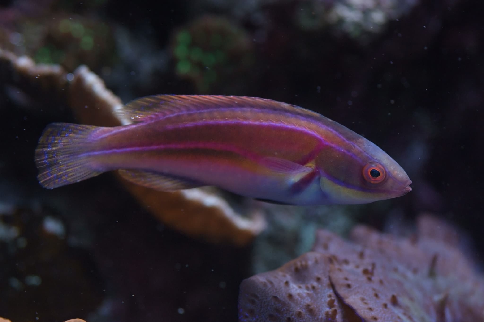 Labouti Fairy Wrasse in a marine aquarium
