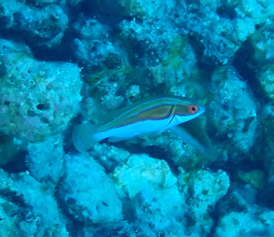 Labouti Fairy Wrasse in a marine aquarium