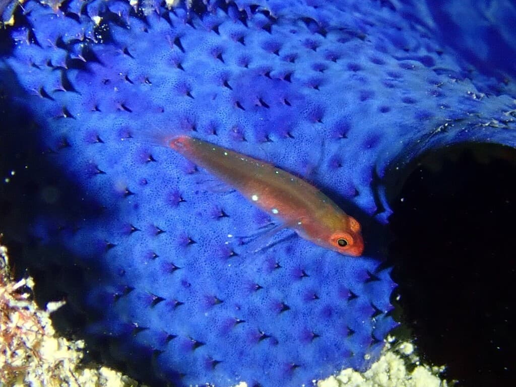 Lachdebere Eviota in a marine aquarium