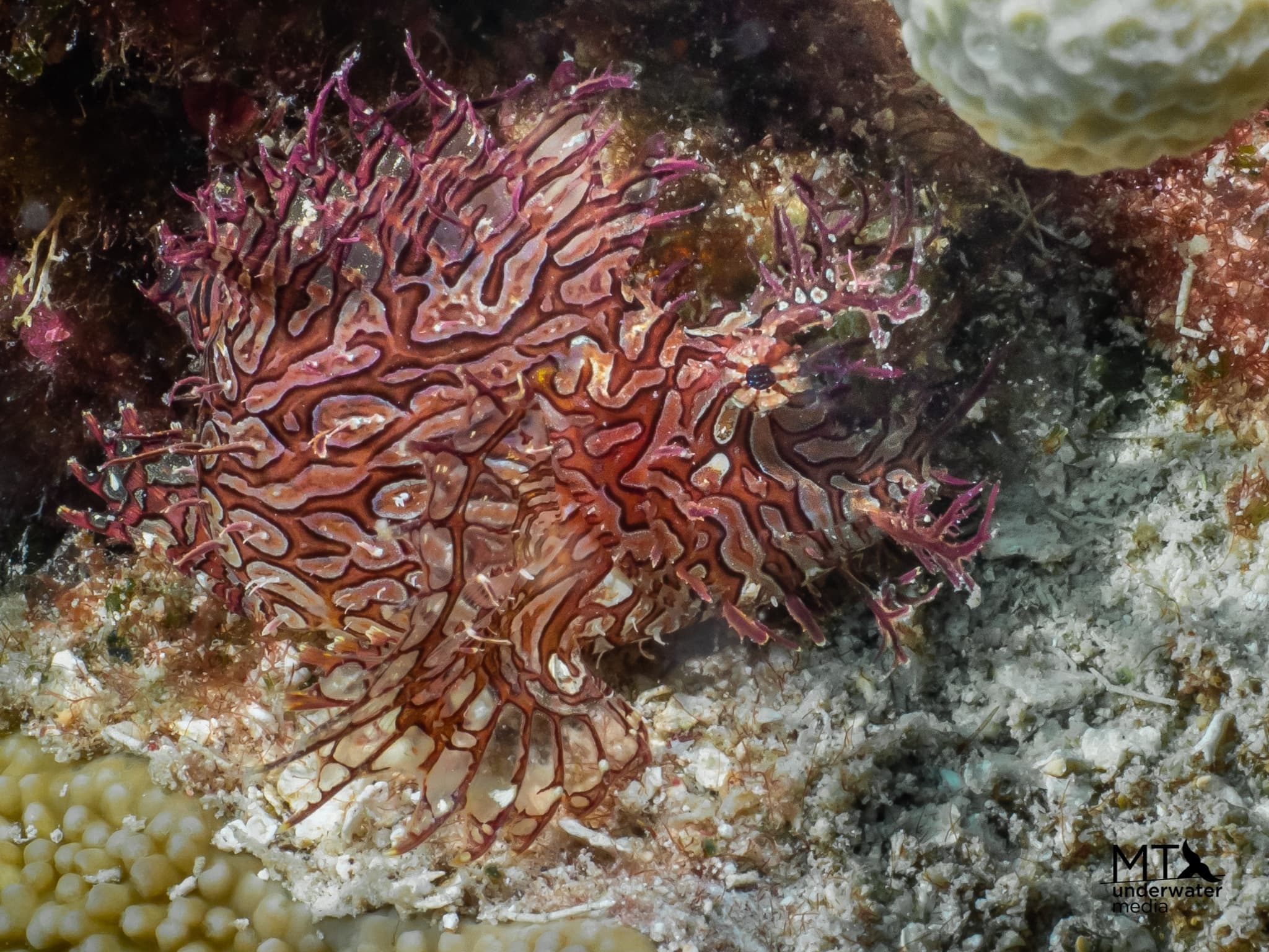 Lacy Scorpionfish in a marine aquarium