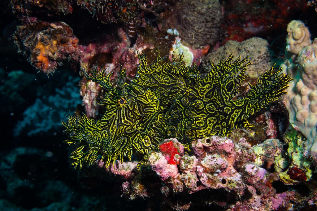 Lacy Scorpionfish in a marine aquarium