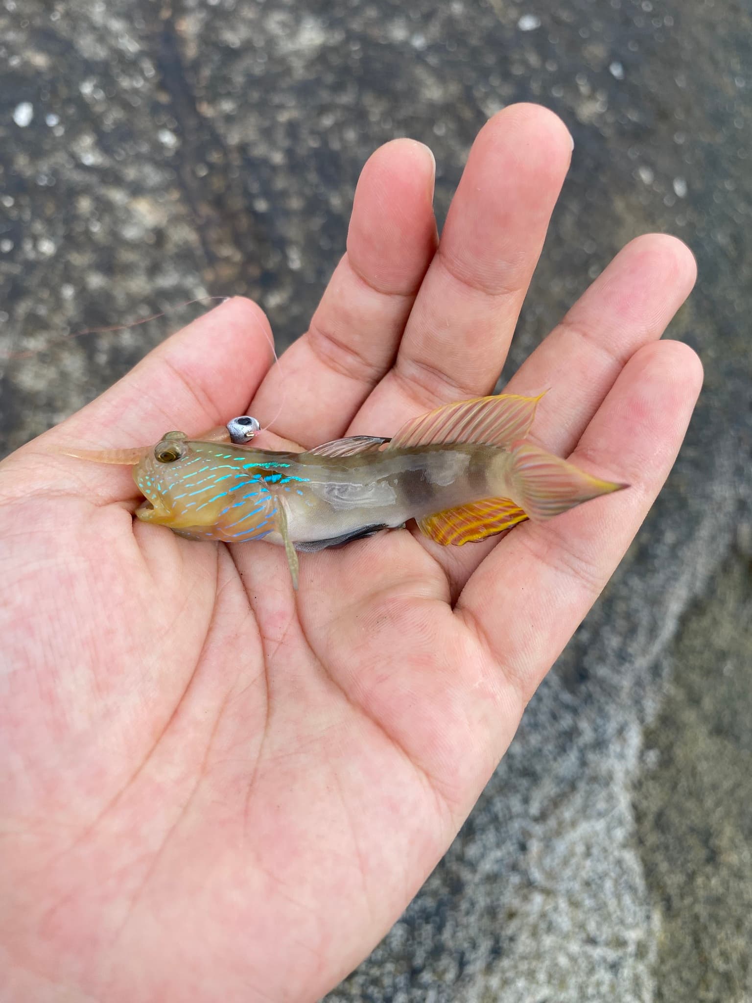 Lagoon Shrimp Goby in a marine aquarium