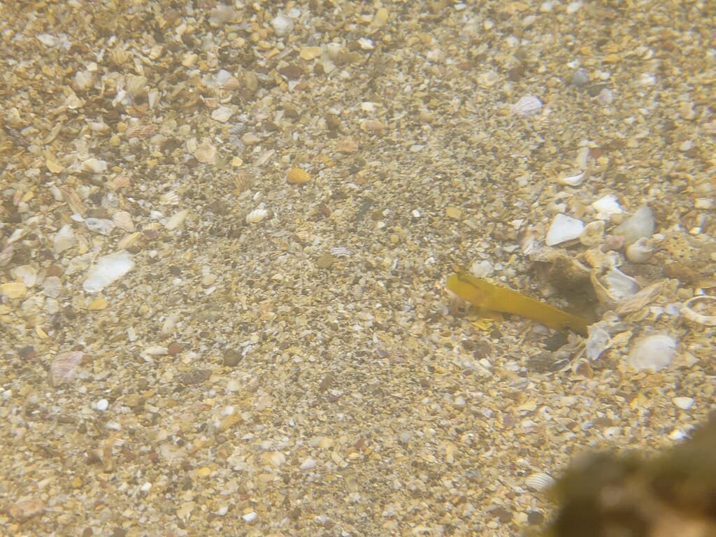 Lagoon Shrimp Goby in a marine aquarium
