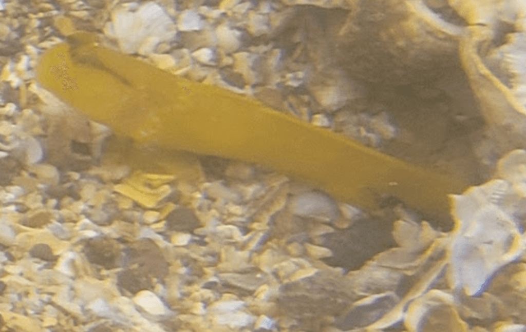 Lagoon Shrimp Goby in a marine aquarium