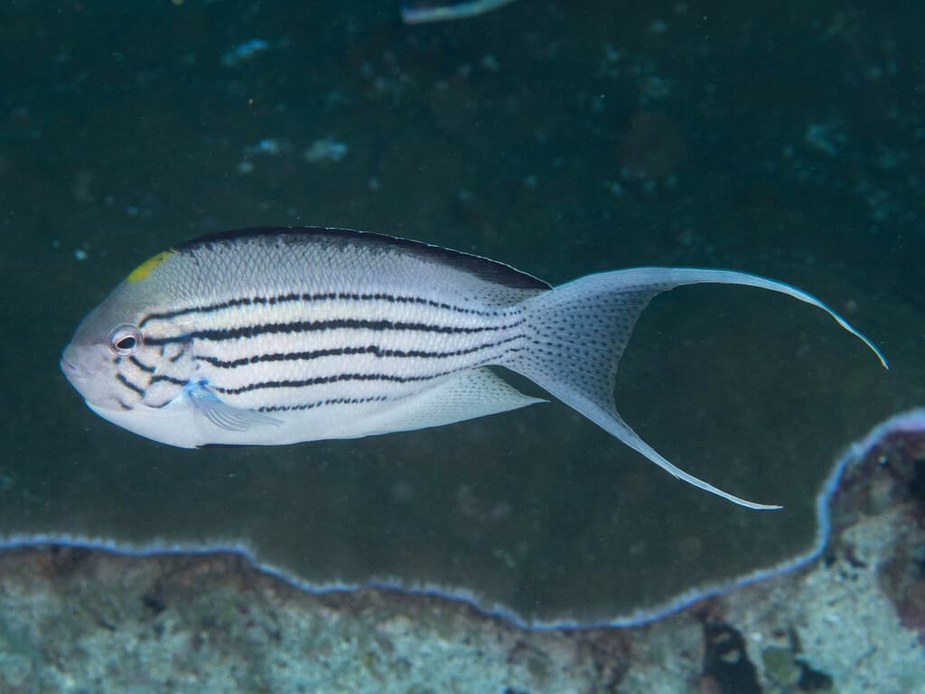 Lamarck's Angelfish in a marine aquarium
