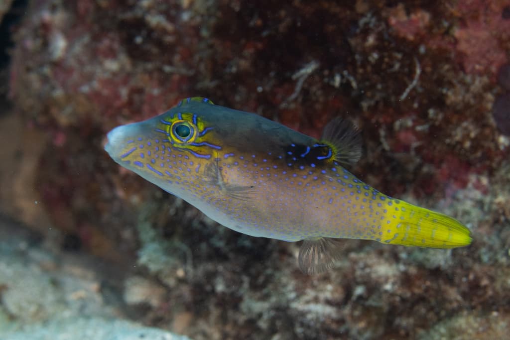 Lantern Toby in a marine aquarium
