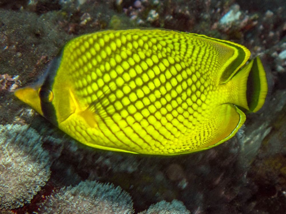Latticed Butterflyfish in a marine aquarium