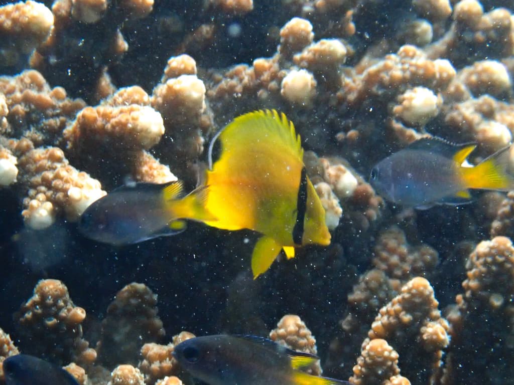 Latticed Butterflyfish in a marine aquarium
