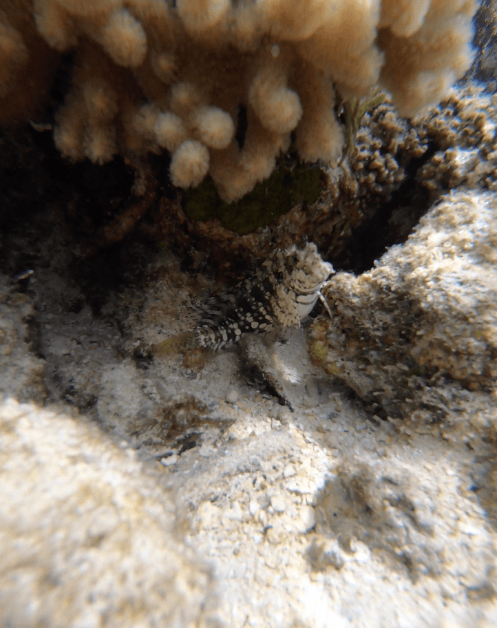 Lawnmower Blenny on live rock