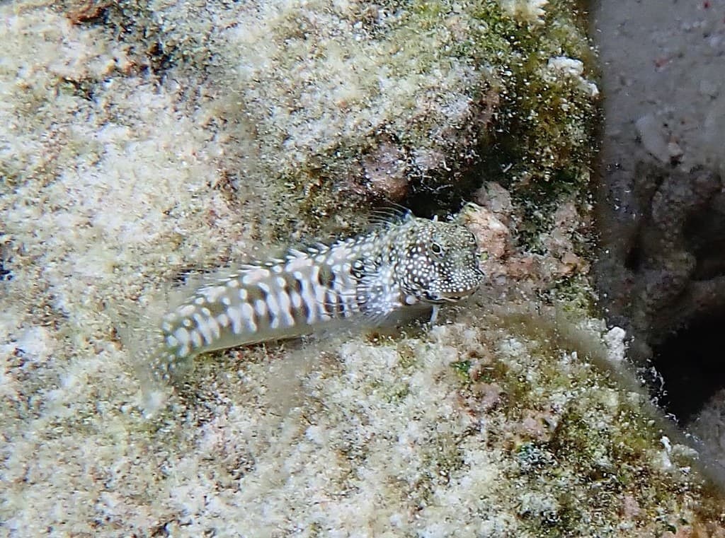 Lawnmower Blenny grazing algae
