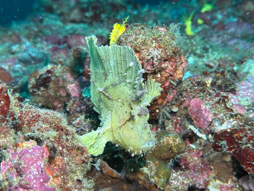 Leaf Scorpionfish in a marine aquarium