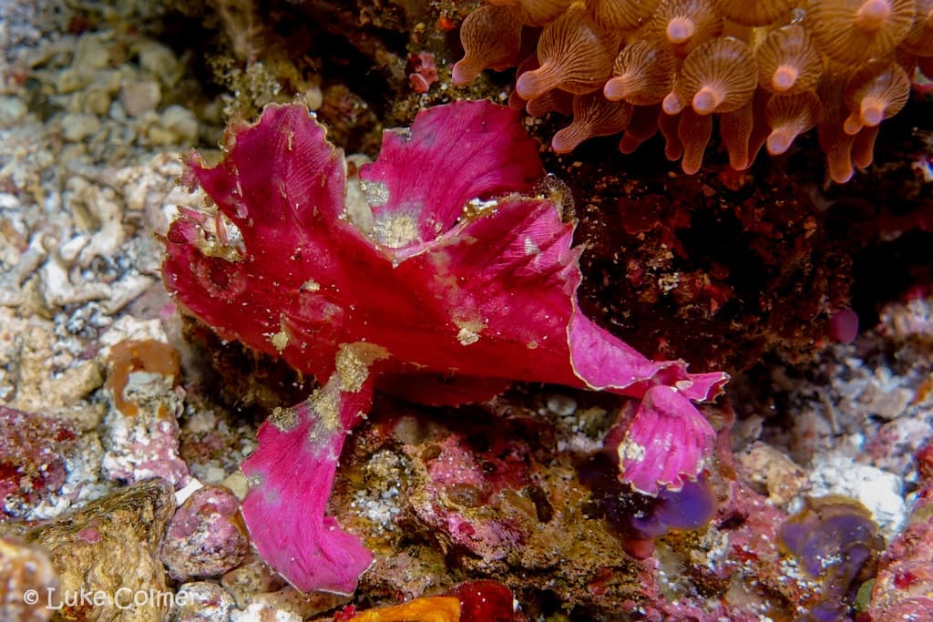 Leaf Scorpionfish in a marine aquarium